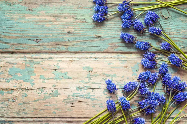 Eski boyalı ahşap zemin üzerine mavi muscari çiçeklerin kenarlık. — Stok fotoğraf