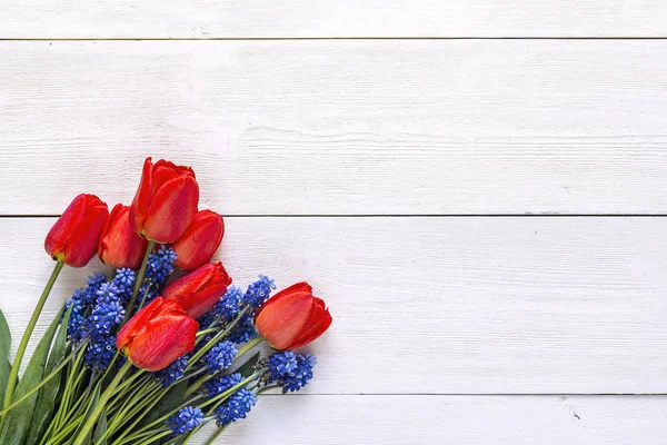 Ramo de tulipanes rojos y flores de muscaries azul sobre madera blanca —  Fotos de Stock