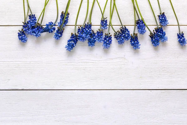 Bordure de fleurs de muscaries bleues sur fond de bois blanc. Pla — Photo