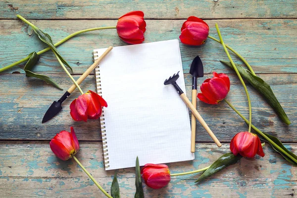 Open blank notebook with red tulips and garden tools on old pain — Stock Photo, Image