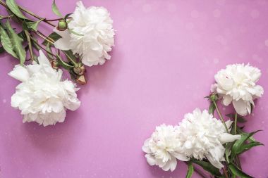 Mor arka plan beyaz peonies ile. Kopya alanı.