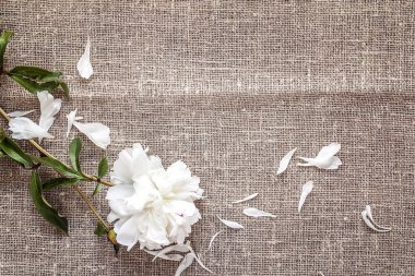 Çuval bezi ile kopya alanı üzerinde beyaz Şakayık. 