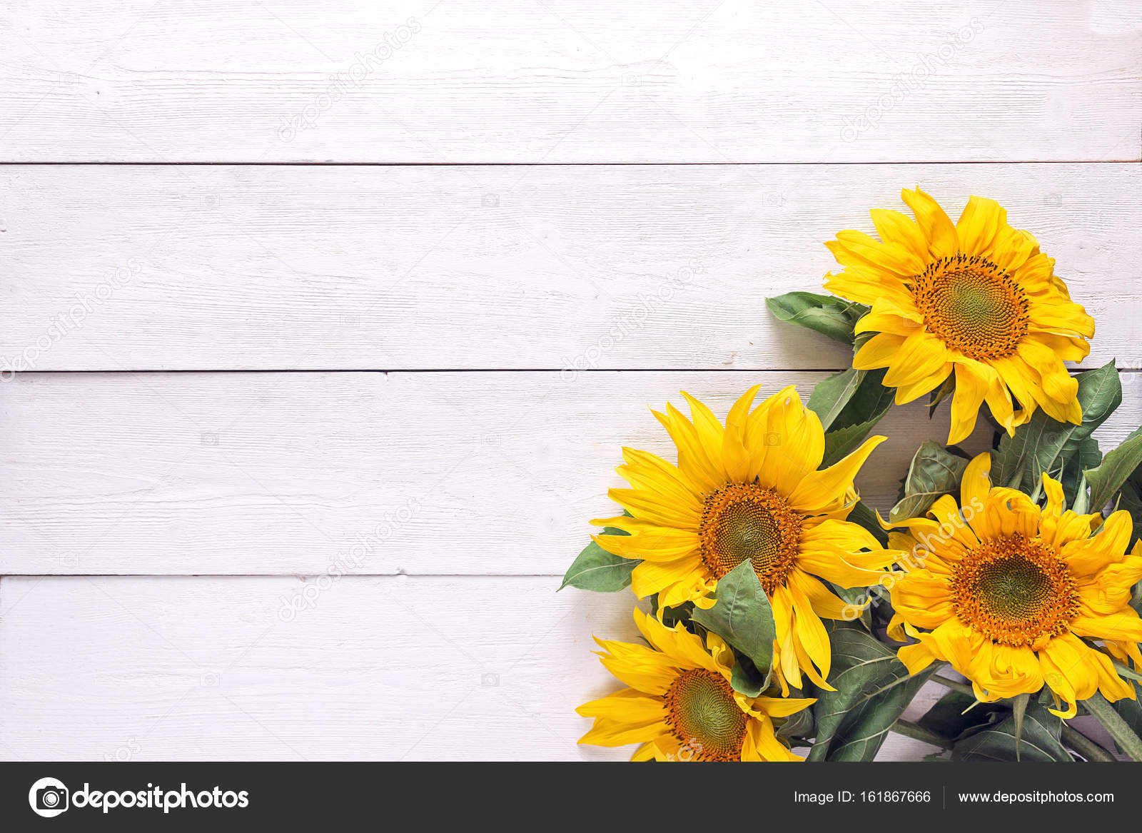 白の塗装で黄色のひまわりの花束と背景 ストック写真 C Windnight