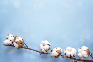 Mavi arka plan üzerinde hassas kurutulmuş beyaz pamuklu çiçekler. Kopya spa