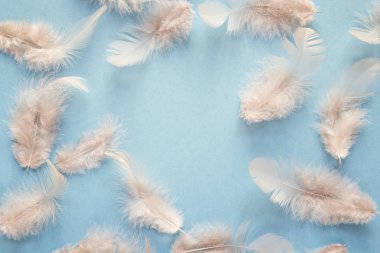 Hassas bej tüyler boş s ile mavi arka plan çerçevesinde