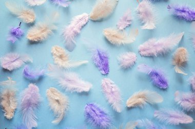 Mavi bir arka plan üzerinde hassas çok renkli tüyler paterni.