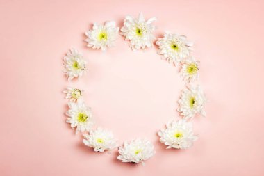 Kasımpatı çiçeğinin yuvarlak çerçevesi pembe arka planda. Boşluğu kopyala, üst görünüm.