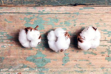 Eski ahşap turkuaz arka planda narin pamuk bitkisi. Düz yatış, üst görünüm.