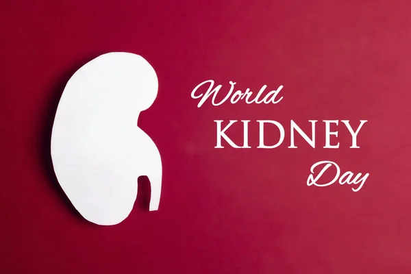 World Kidney Day Konceptet Vit Mänsklig Njure Symbol Röd Bakgrund — Stockfoto