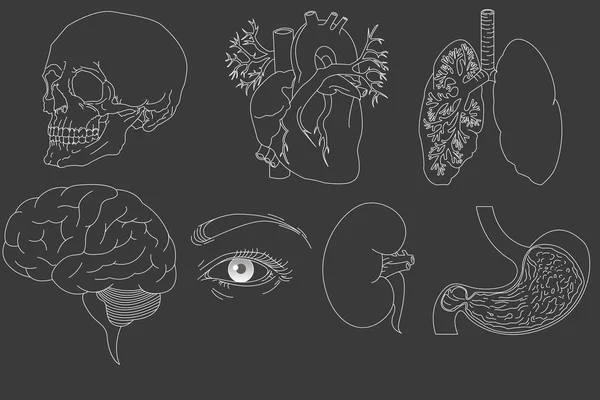 Hand getrokken menselijke organen — Stockvector