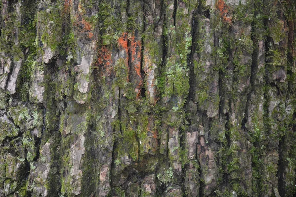 緑木の木製の背景の壁紙 — ストック写真