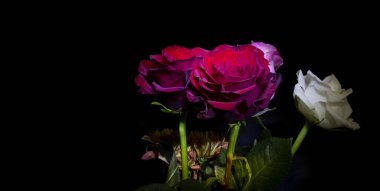 Kırmızı ve beyaz gül, siyah arkaplanlı.