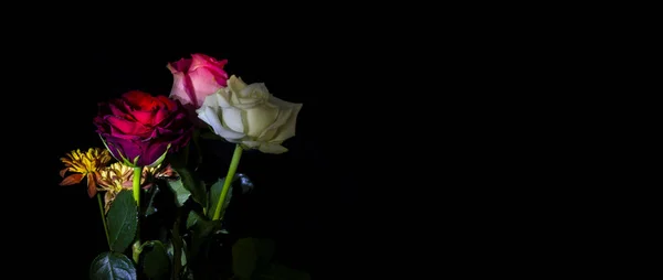 Rosa vermelha e rosa branca, juntamente com fundo preto — Fotografia de Stock