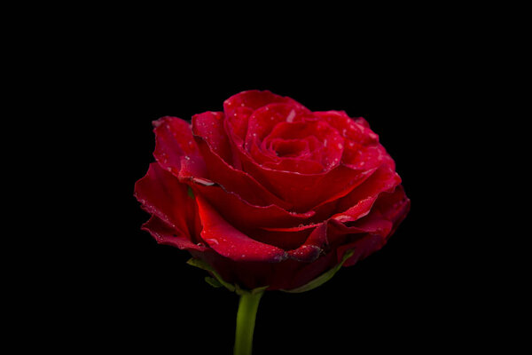 Closeup view Red Rose isolated on black banner template.