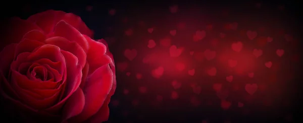 Banner dia dos namorados - Vermelho subiu no fundo escuro romântico com copyspace — Fotografia de Stock