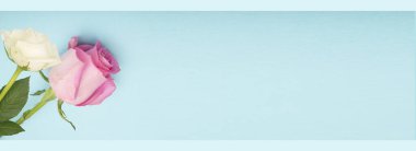 Fotokopi alanı olan pembe gül pankartı, çiçek günü konsepti