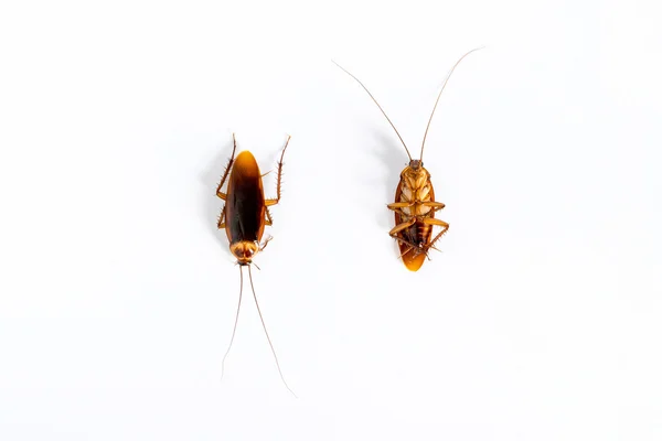 Cucaracha sobre fondo blanco. —  Fotos de Stock