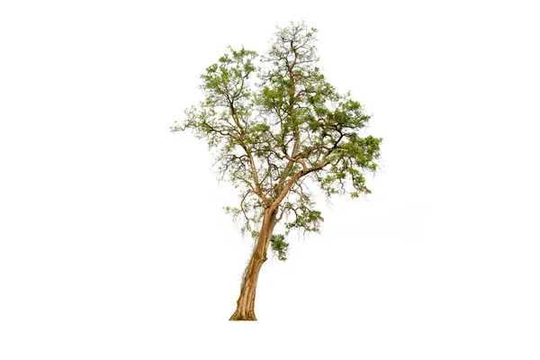 Árbol aislado sobre fondo blanco. —  Fotos de Stock