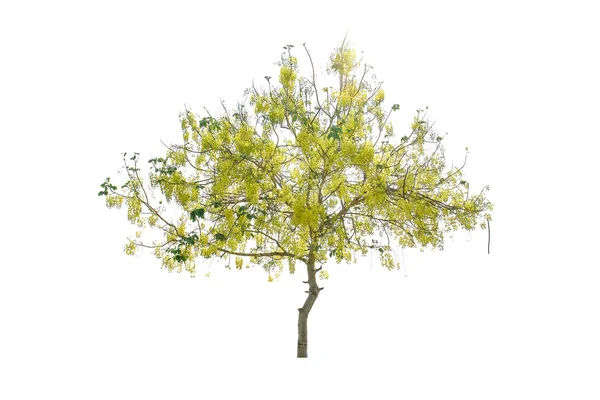 Bela árvore de fístula de cássia — Fotografia de Stock