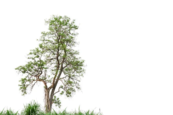 Зелене дерево природи на білому тлі . — стокове фото