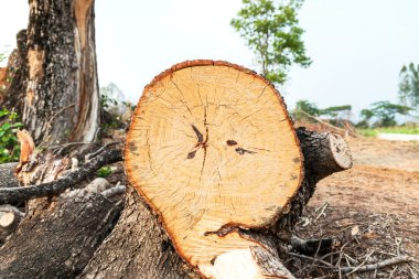 Ağaç parçalar halinde kesilmiş 