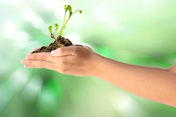 Mãos segurando planta jovem — Fotografia de Stock