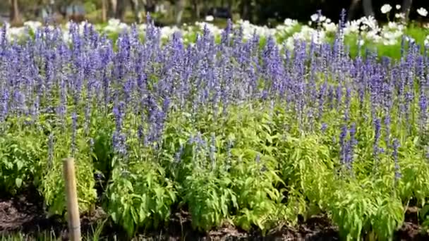 Lila Blumen im Park. — Stockvideo