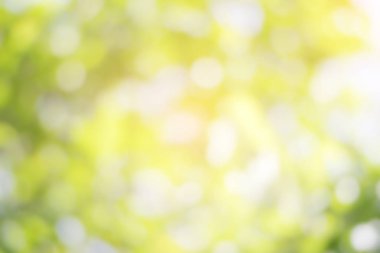 Yeşil ağaç bokeh yaprakları.