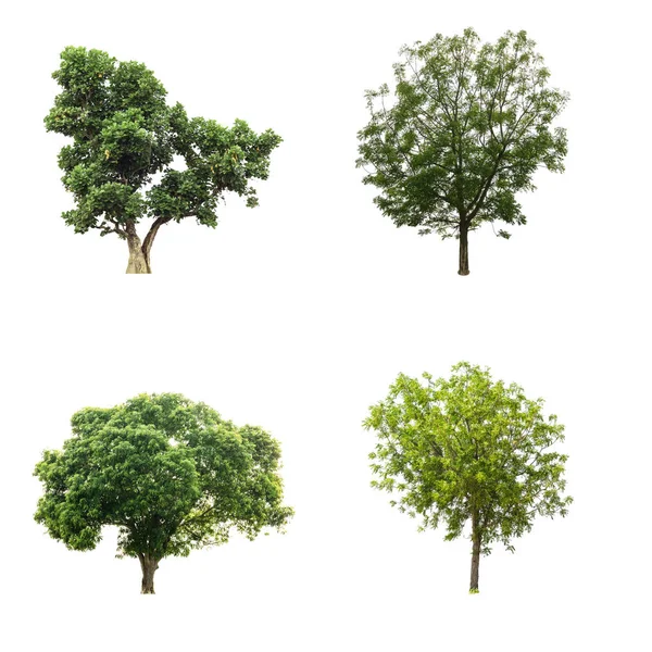 Collectie van bomen geïsoleerd — Stockfoto