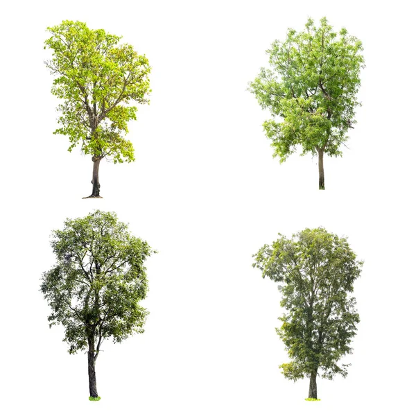 Kolekcja drzew na białym tle — Zdjęcie stockowe