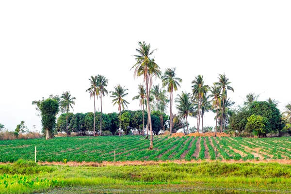 Grupa drzew kokosowy — Zdjęcie stockowe