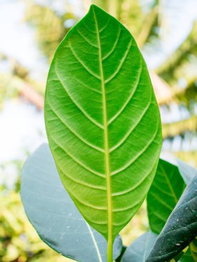 doku taze yeşil ayrılış 