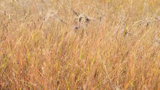 Hermosa hierba dorada seca — Vídeos de Stock