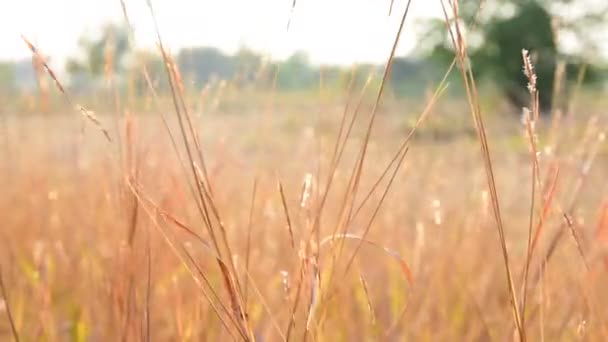 Krásný zlatý suché trávy — Stock video