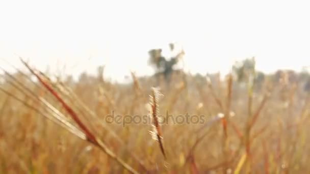 Vackra torrt gyllene gräs — Stockvideo