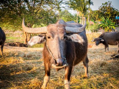 Tayland bufalo sürüsü