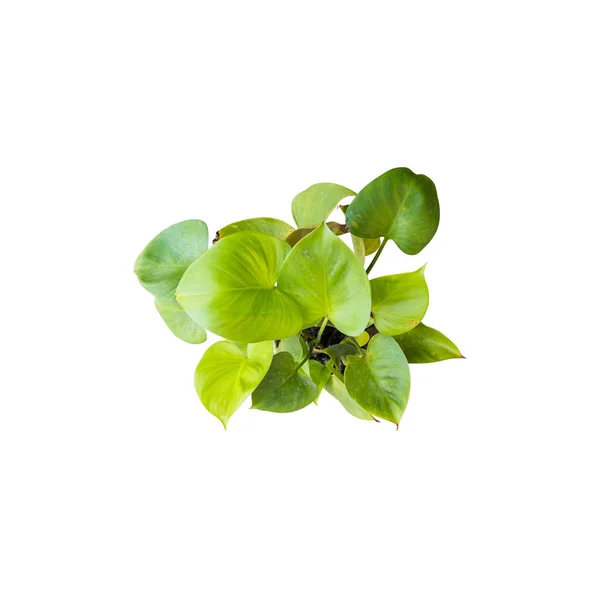 신선한 녹색 잎의 그룹 — 스톡 사진