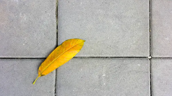 Fall leave on the walkway. — Stock Photo, Image