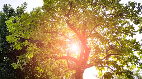 sunlight and tree