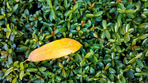 Closeup one of fall leave — Stock Photo, Image