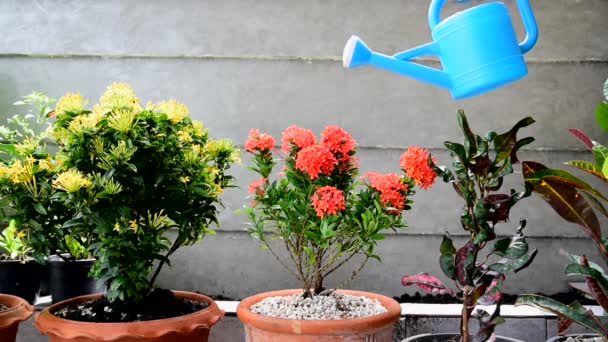 Bloemen met gieter drenken. — Stockvideo