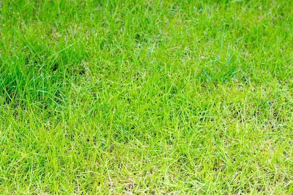 Крупный план на зеленом фоне травы — стоковое фото