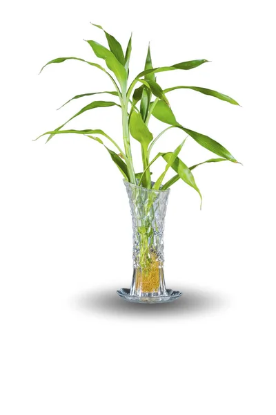 Зеленые листья в стеклянной вазе — стоковое фото
