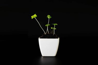 Beyaz seramik tencereye taze bitki