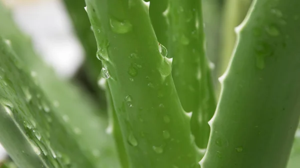 アロエベラの雨の滴のクローズ アップ — ストック写真