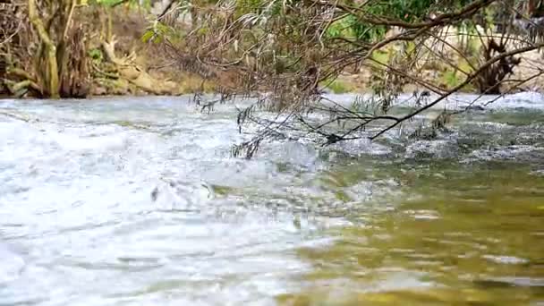 Kanal Rapids'de — Stok video