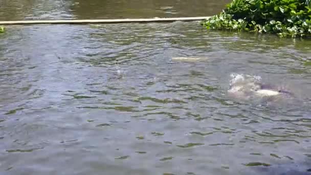 たくさんの魚が川に観光客を投げる餌を食べに乗り出しています — ストック動画