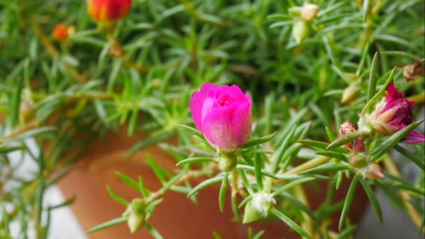 Lapso Tiempo Las Flores Está Floreciendo Mañana — Vídeos de Stock