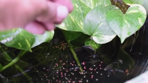 Alimentar Los Pellets Terminados Los Peces Guppy Estanque Peces — Vídeo de stock