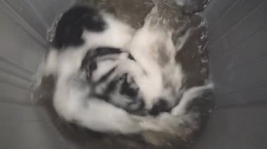 Çamaşır makinesindeki çamaşır yıkama makinesini kapatıyoruz. Çamaşır tozu yüzünden su kararana kadar..